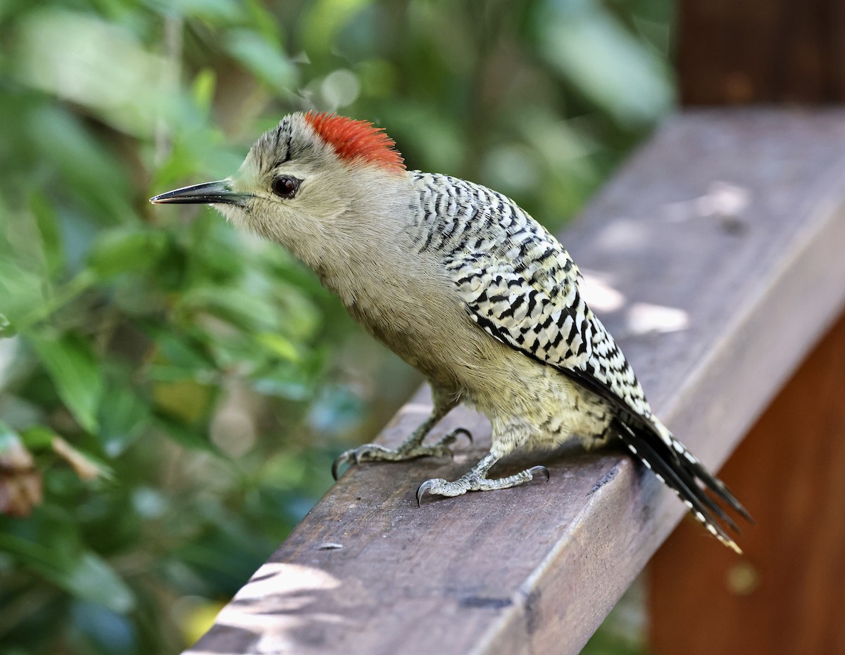 West Indian Woodpecker - ML536972171