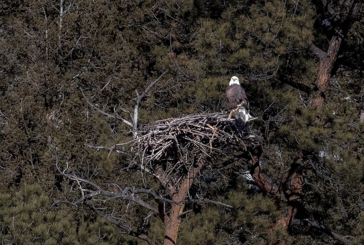 Bald Eagle - ML536973271
