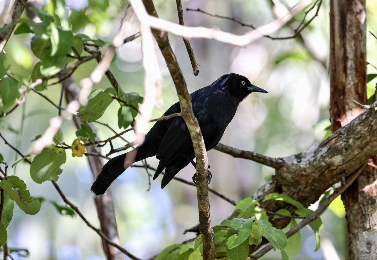 Greater Antillean Grackle - ML536973331