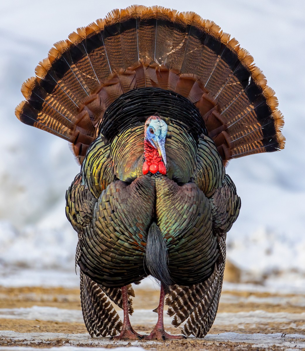 Wild Turkey - ML536973431