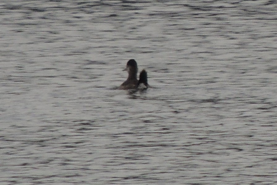 Ruddy Duck - ML536974311