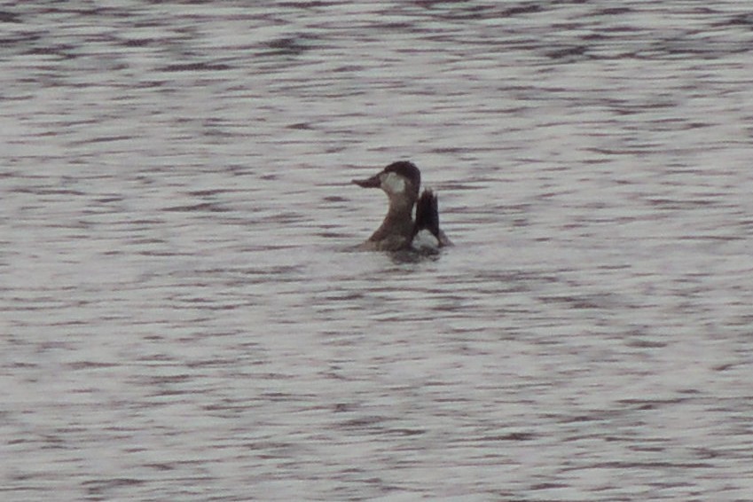 Ruddy Duck - ML536974321