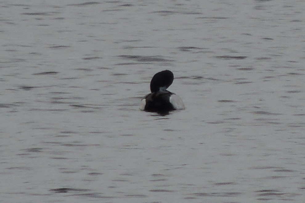 Greater Scaup - ML536974491