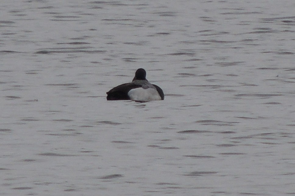Greater Scaup - ML536974501