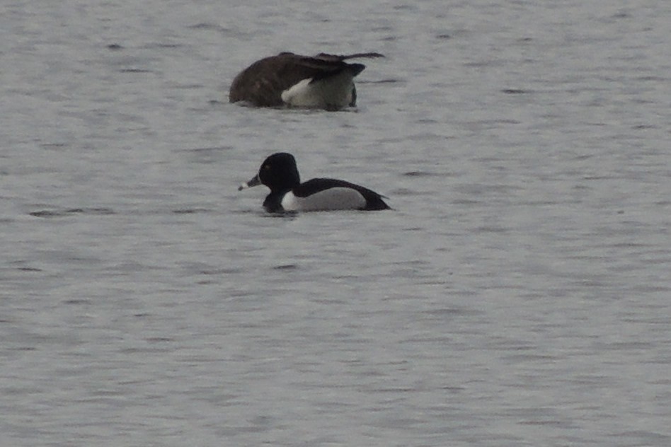 Ring-necked Duck - ML536974691