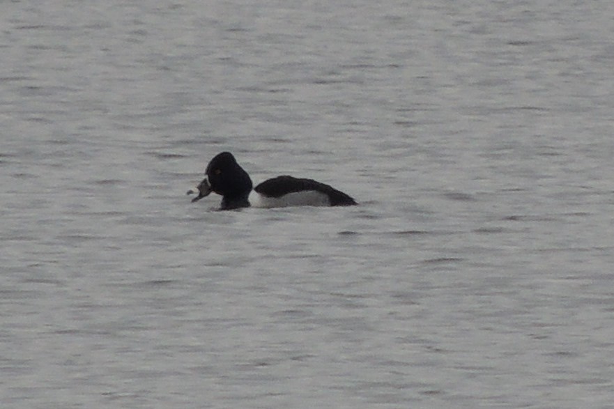 Ring-necked Duck - ML536974701