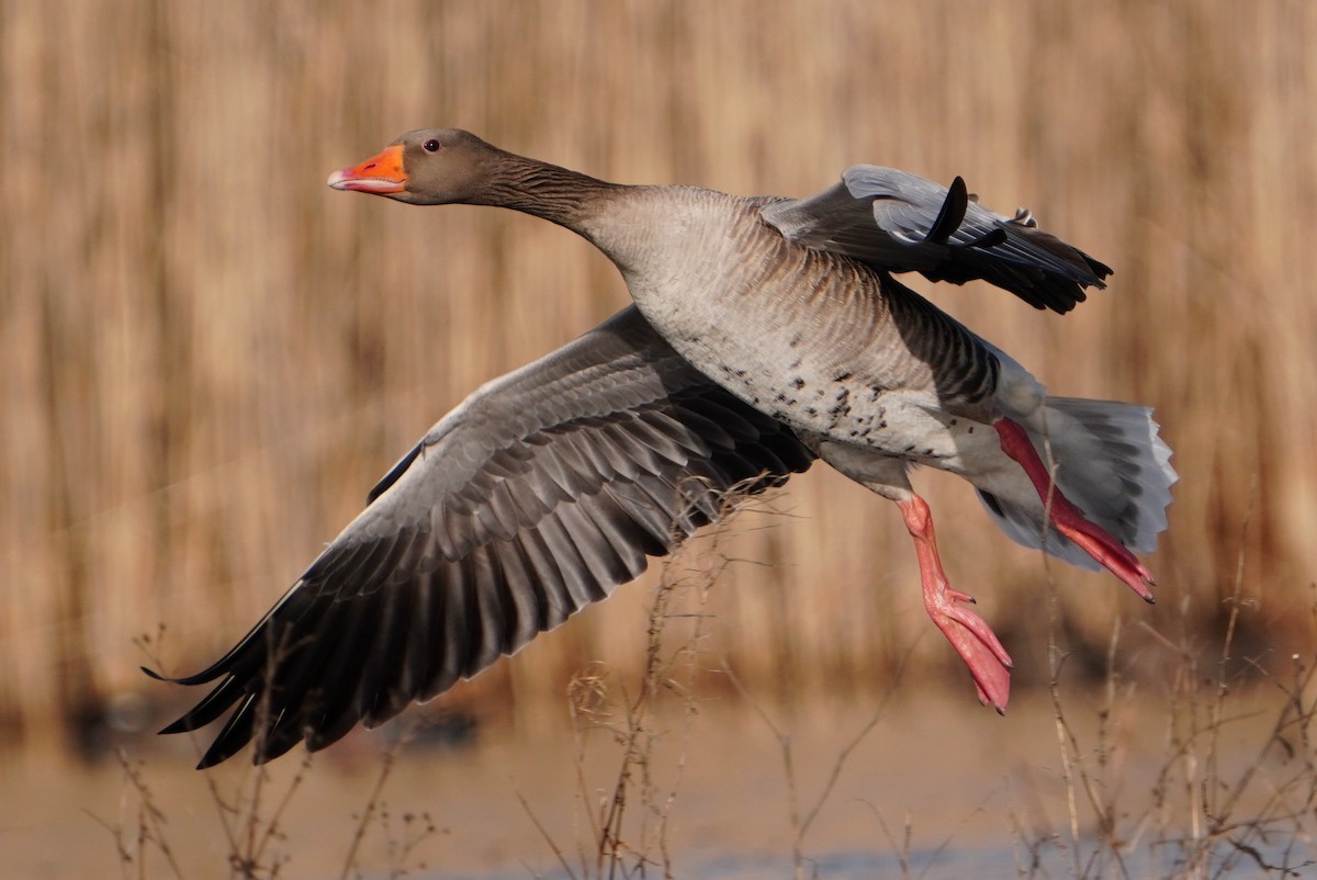 Graylag Goose - Paweł Maciszkiewicz