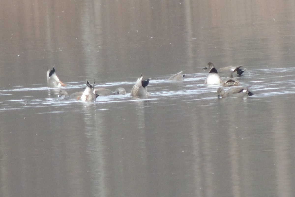 Бор нугас - ML536975761