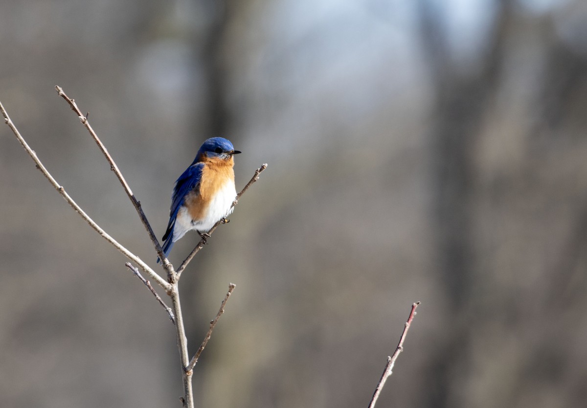 Eastern Bluebird - ML536976571