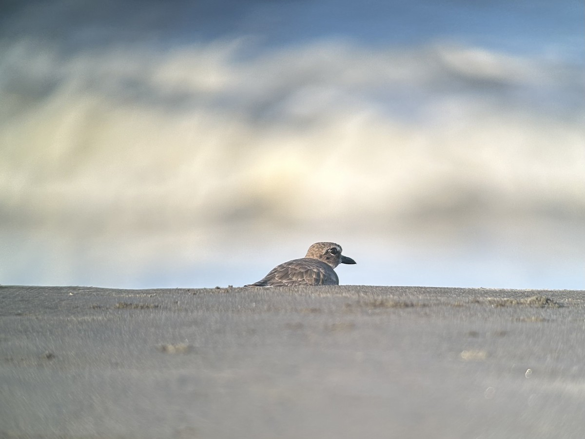 Wilson's Plover - Adrien Pajot