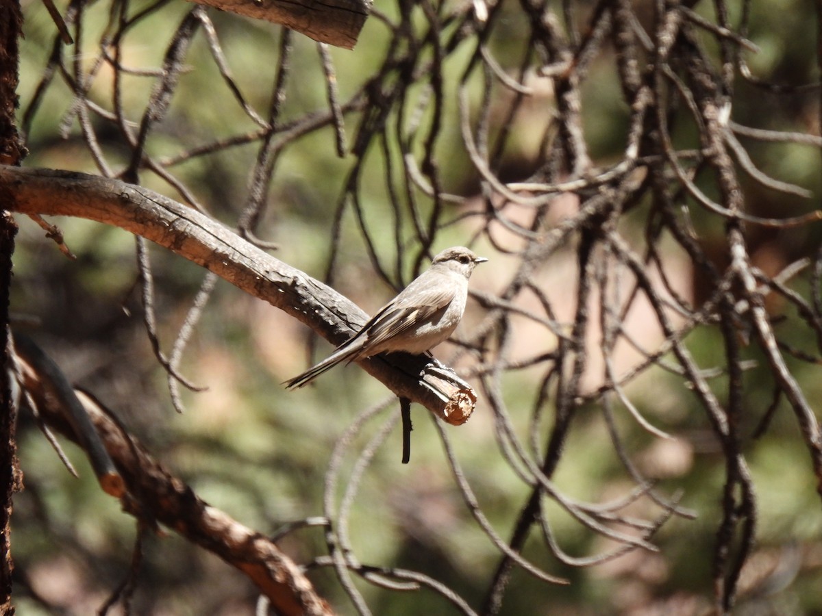 Townsend's Solitaire - ML536977231