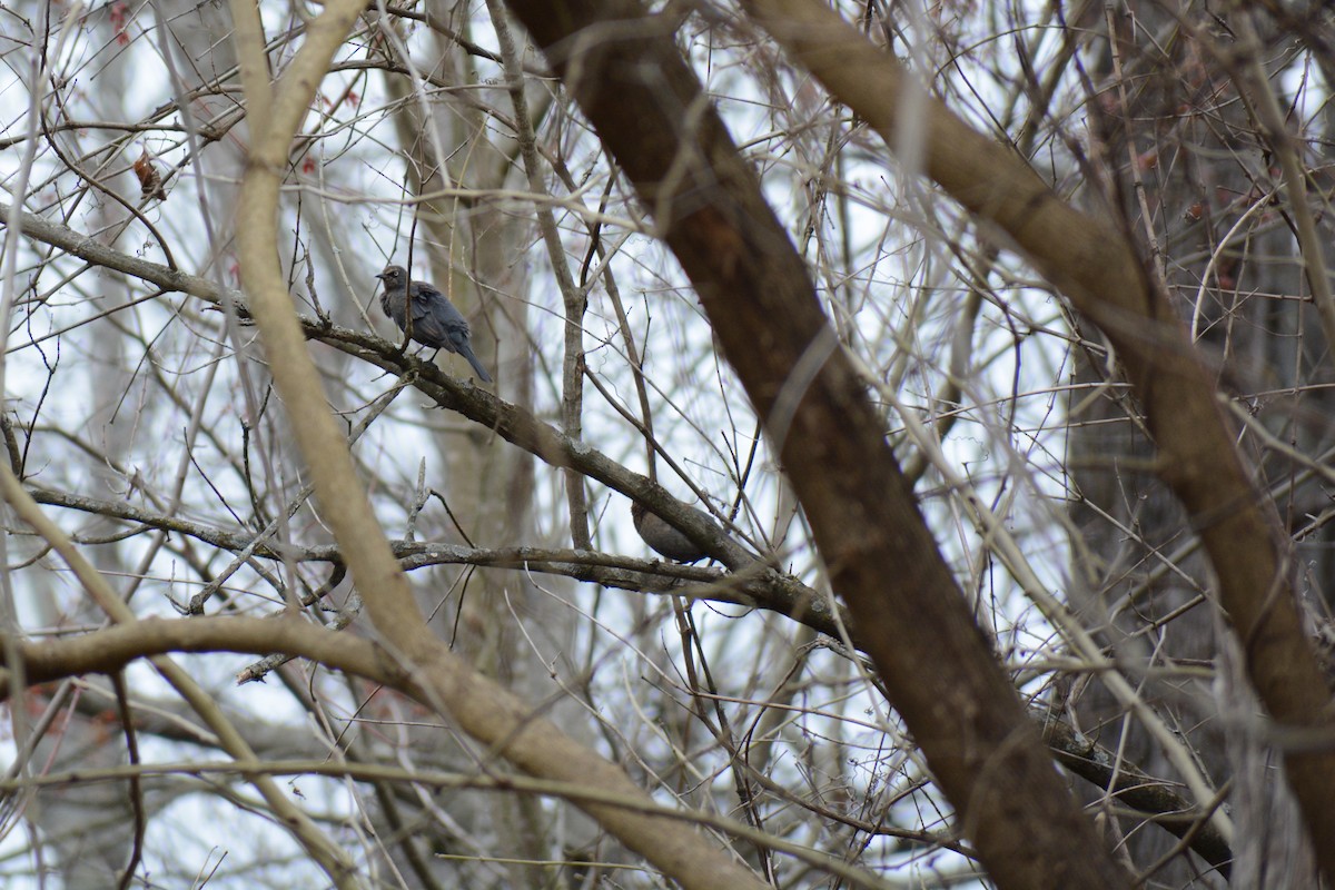 Rusty Blackbird - ML536978001