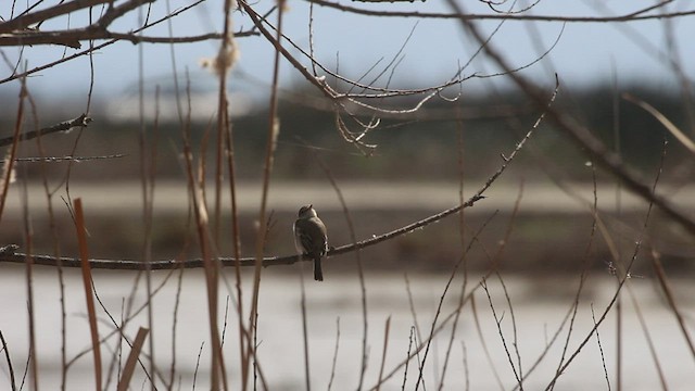 Gray Flycatcher - ML536978031