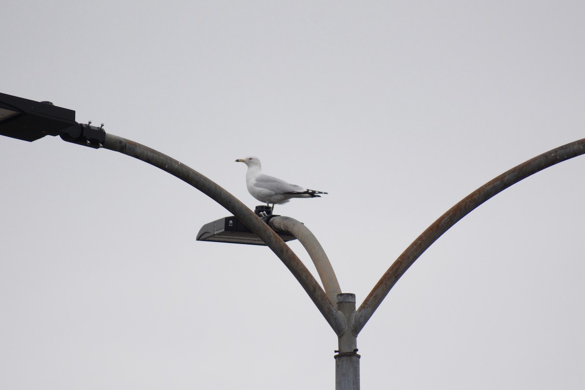 Ring-billed Gull - ML536978081