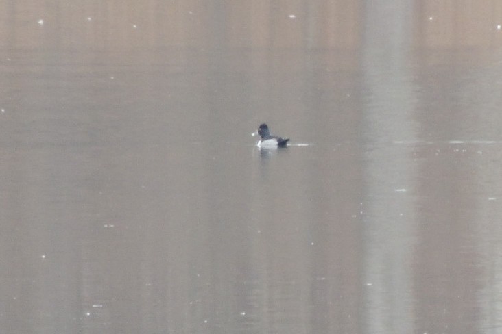 Ring-necked Duck - ML536978691