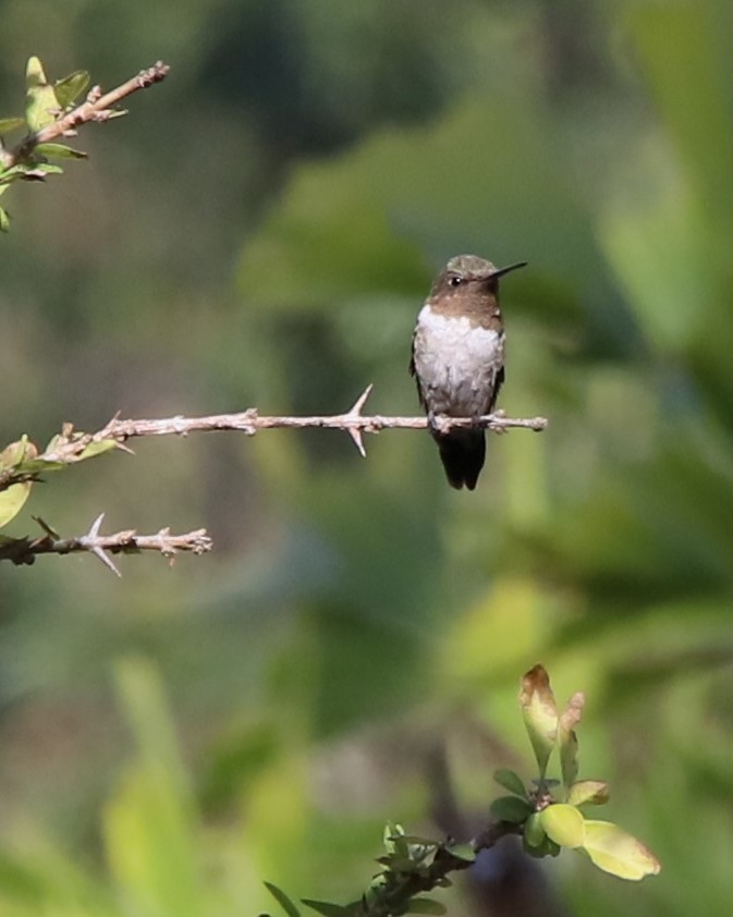 Ruby-throated Hummingbird - Tosia Polomski-Archer