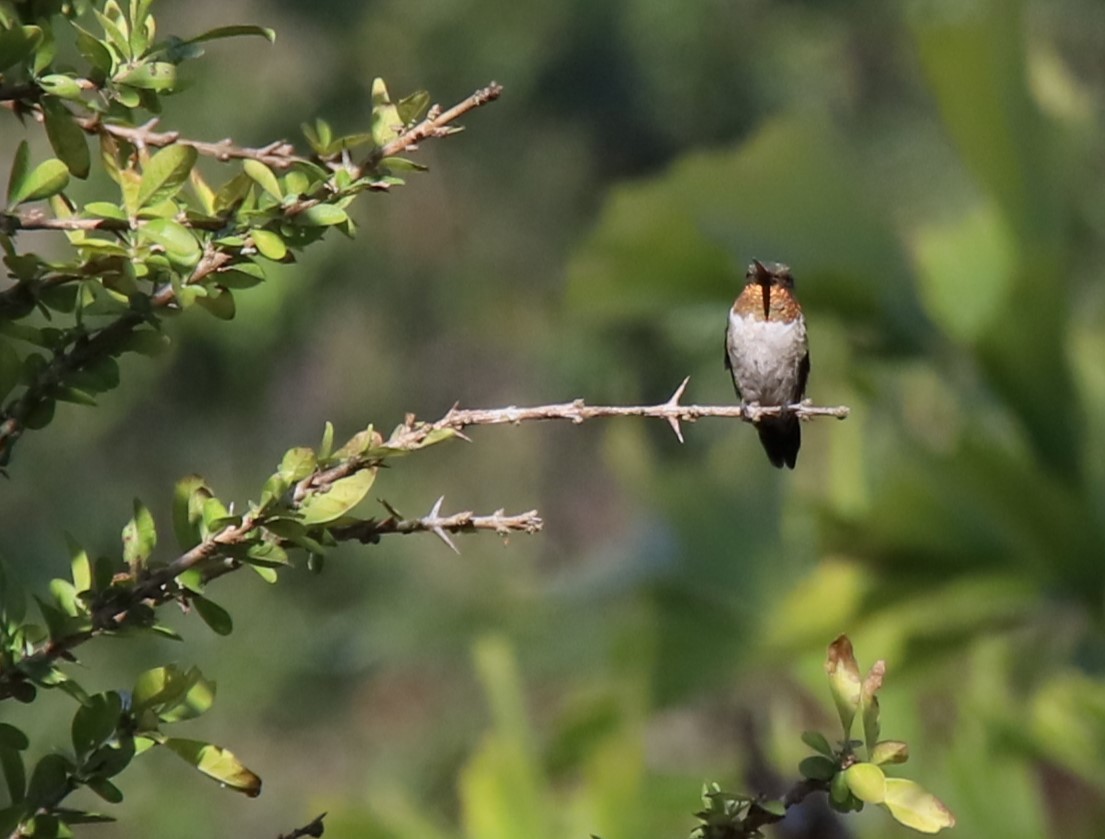 Ruby-throated Hummingbird - ML536978741