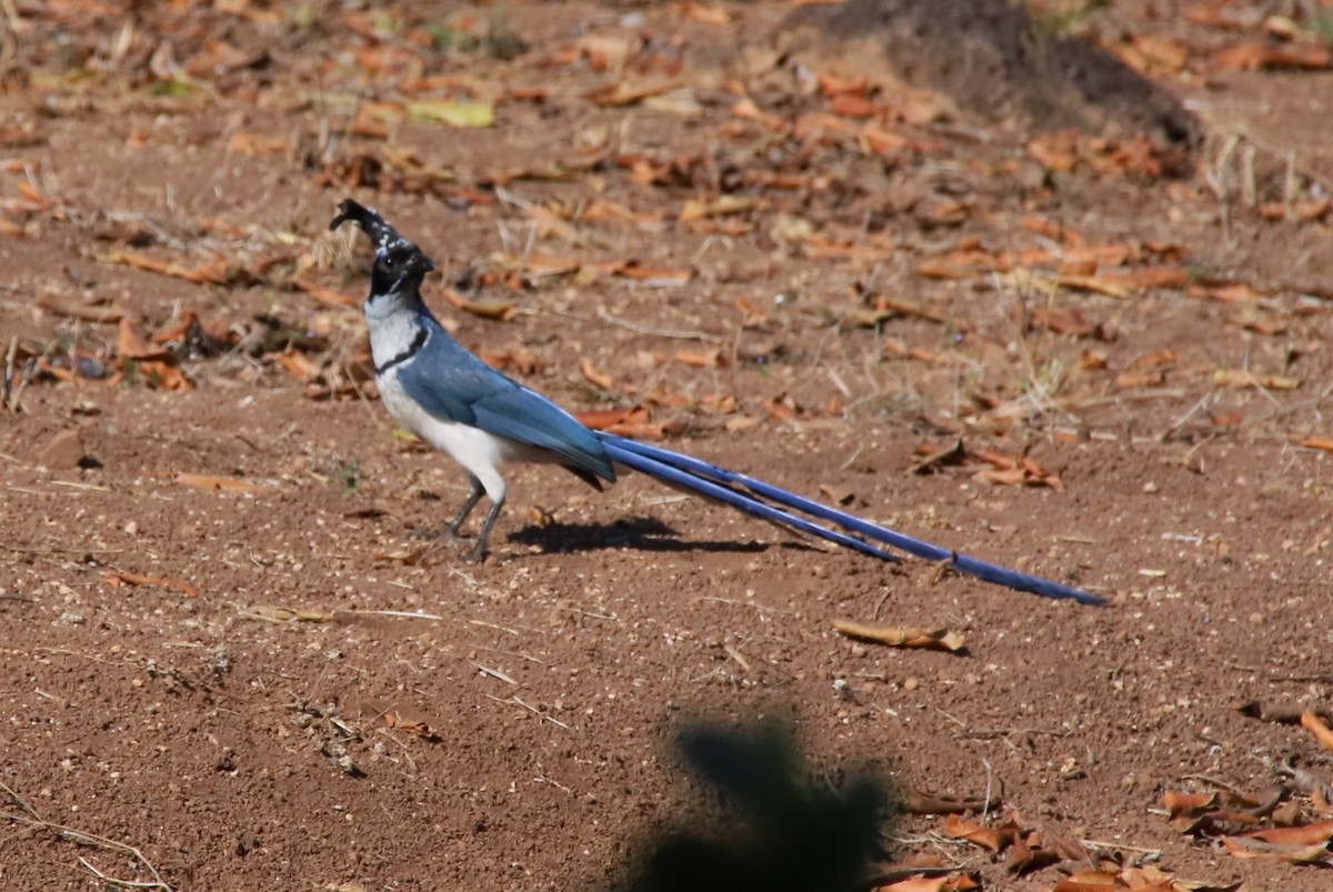Black-throated Magpie-Jay - ML536979161