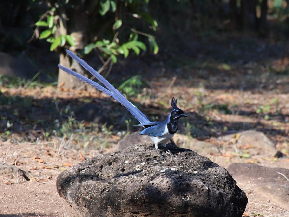 Black-throated Magpie-Jay - ML536979181