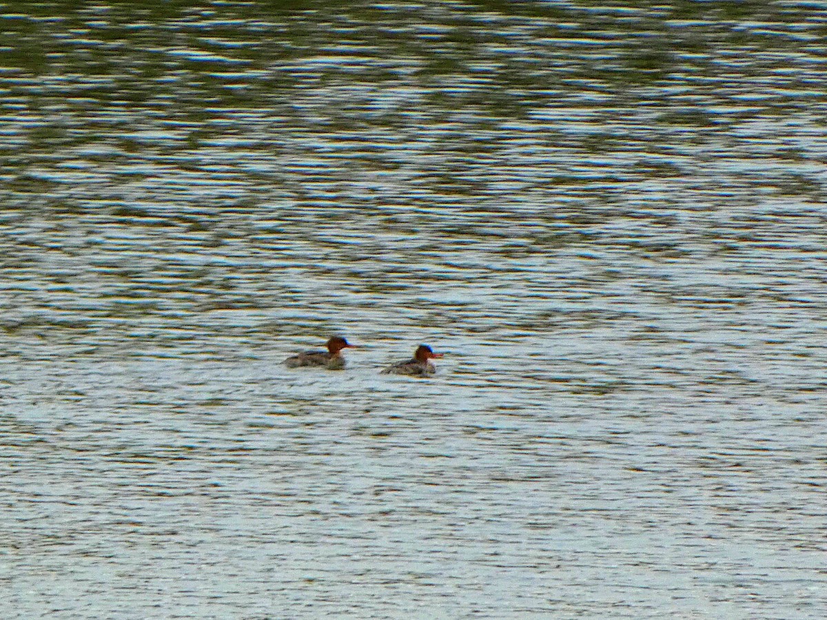 Red-breasted Merganser - ML536980221