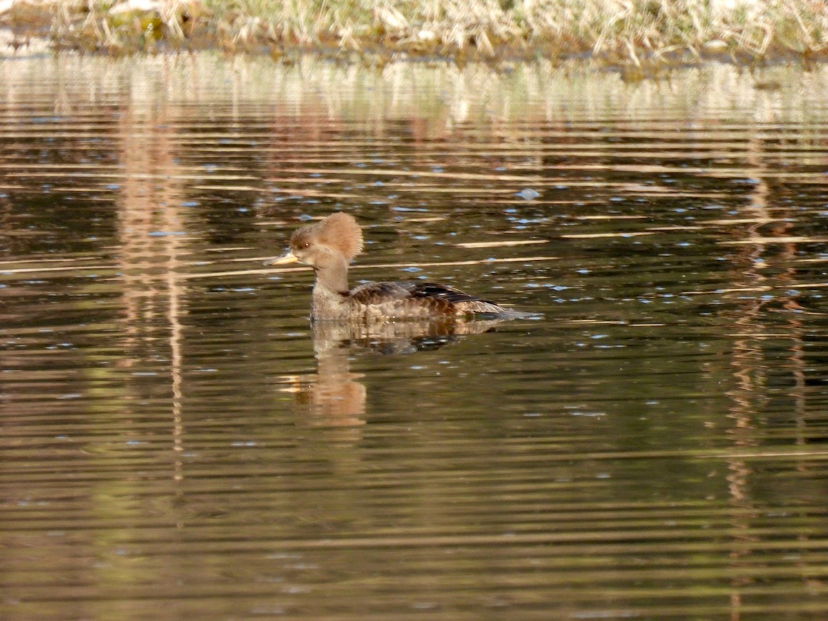 Hooded Merganser - ML536980601