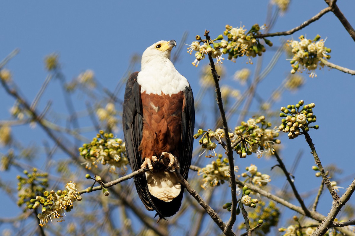 African Fish-Eagle - ML536980961