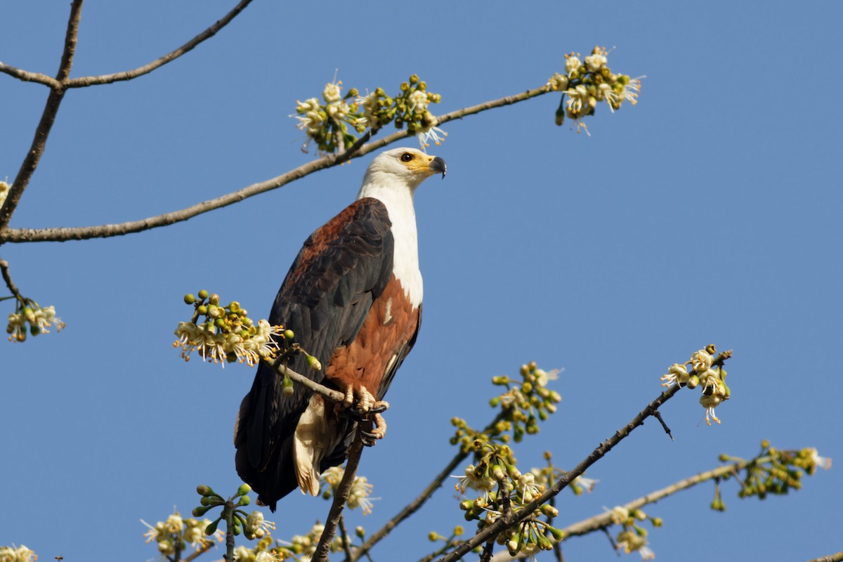 African Fish-Eagle - ML536981041