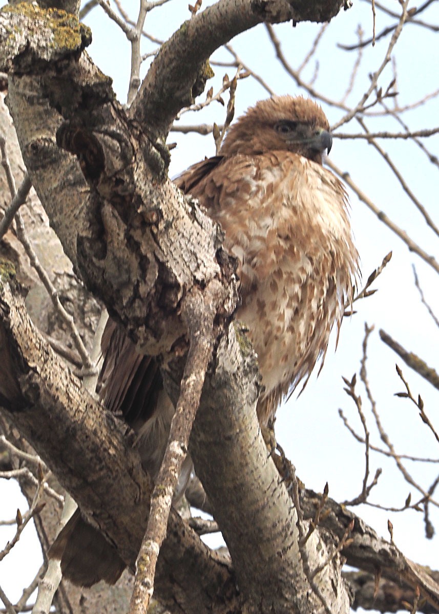 Red-shouldered Hawk - ML536982111