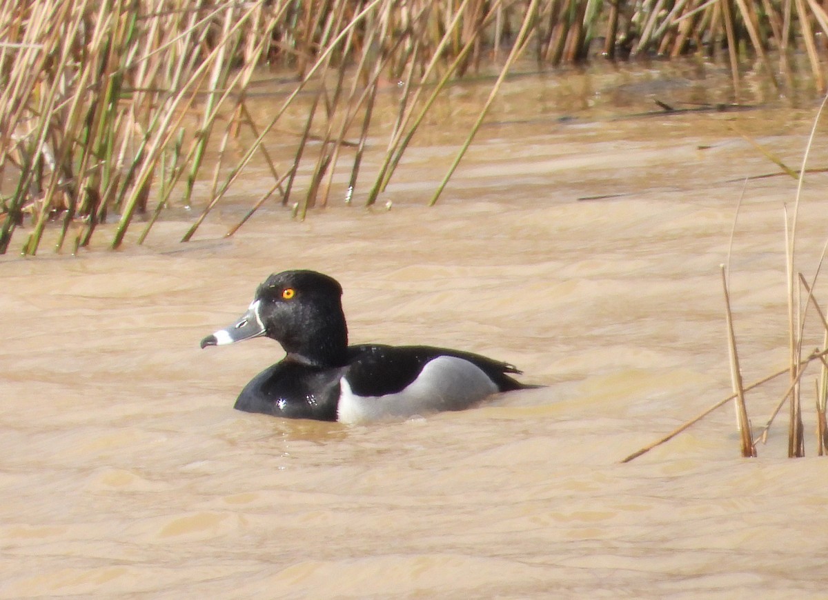 Ring-necked Duck - ML536982621