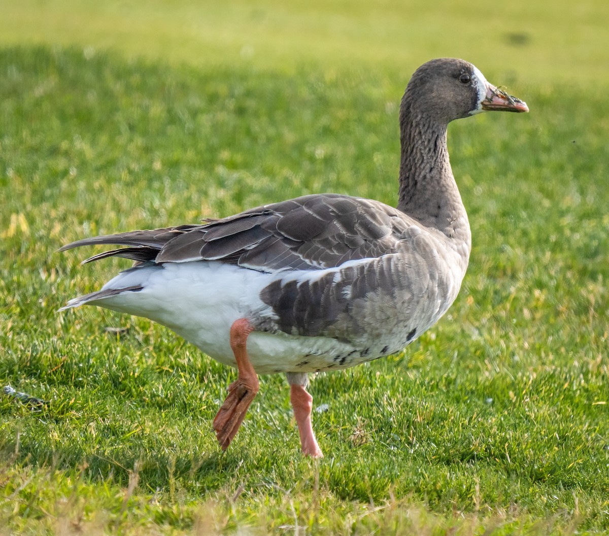 Greater White-fronted Goose - ML536982721