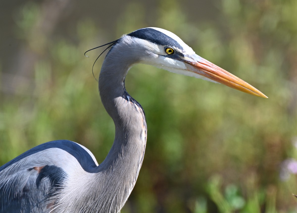 Great Blue Heron - ML536982871