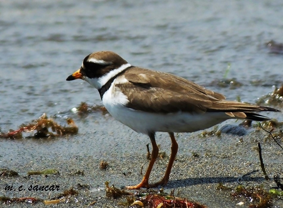 Common Ringed Plover - ML536983411