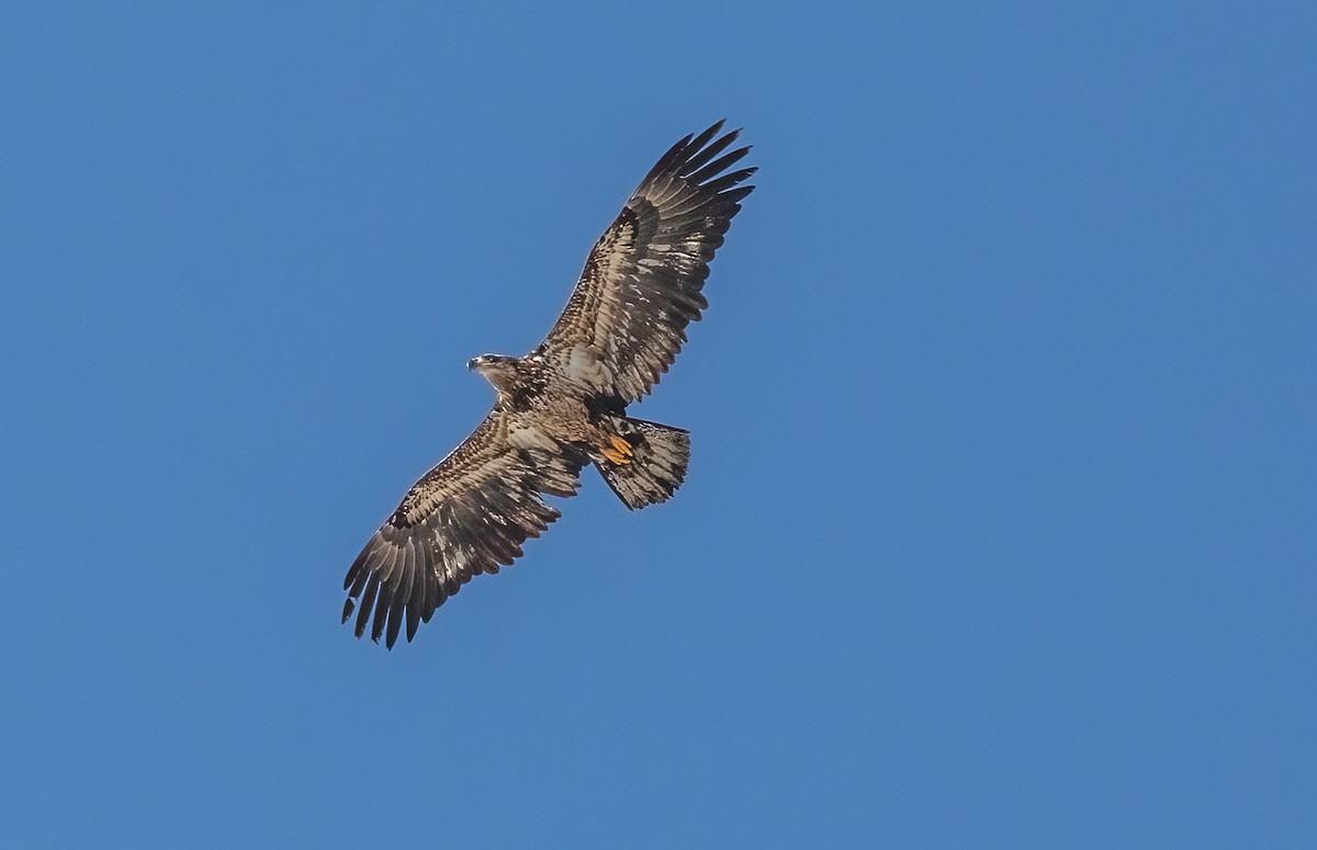 Bald Eagle - ML536984921