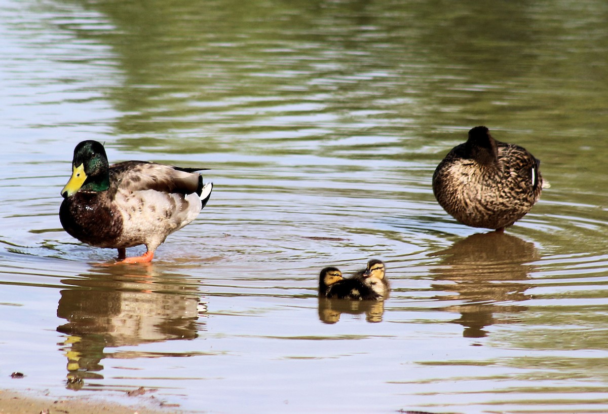 Mallard/Mexican Duck - ML53698511