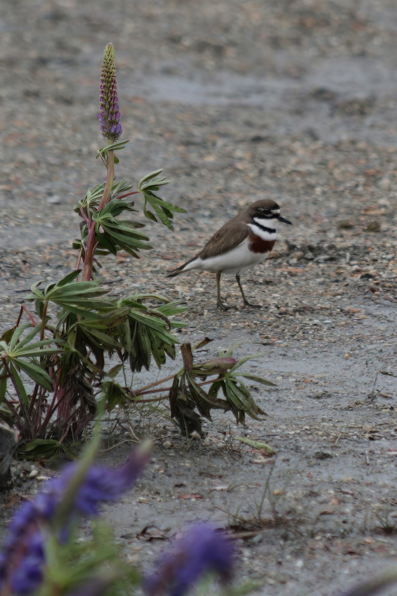 Double-banded Plover - ML536986181