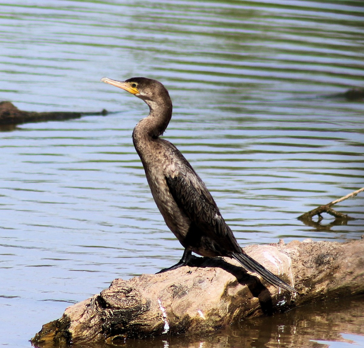 Neotropic Cormorant - Diana Spangler