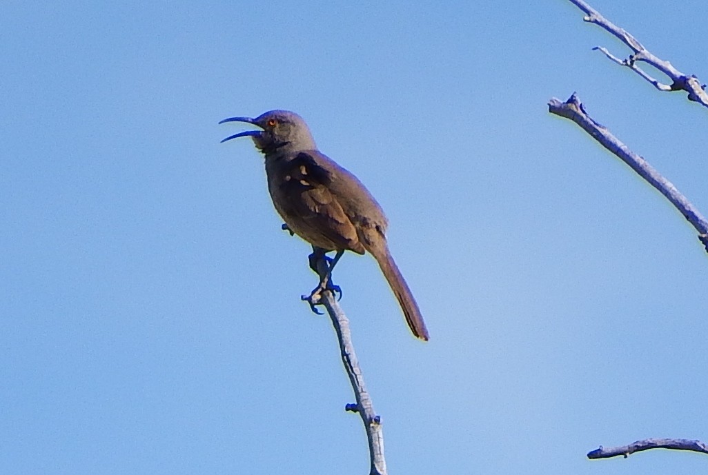 Curve-billed Thrasher - ML53698671