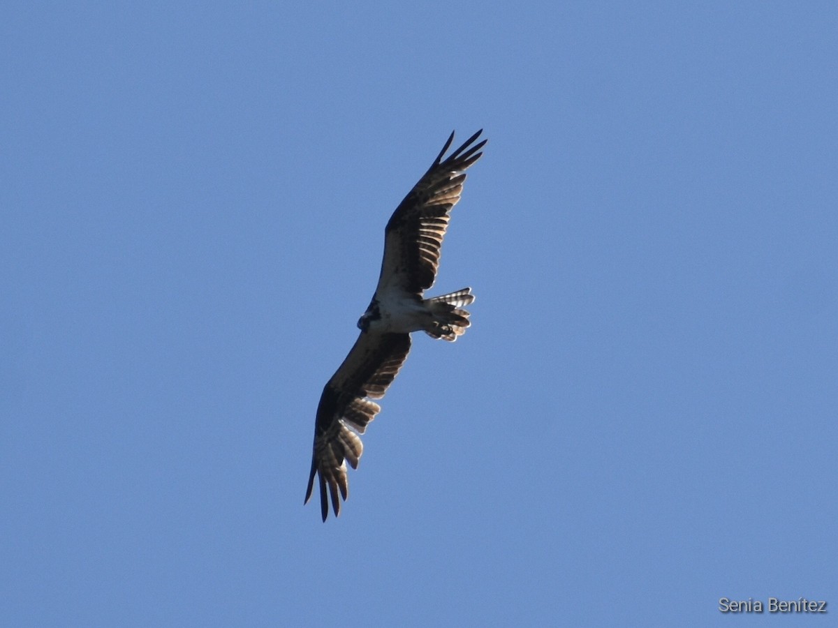 Águila Pescadora - ML536986721