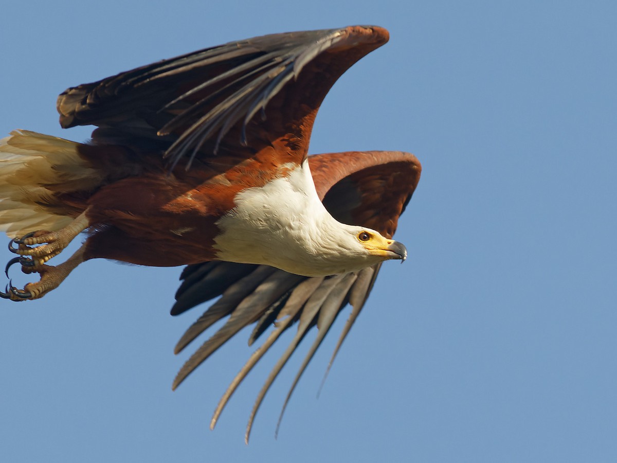 African Fish-Eagle - ML536986861