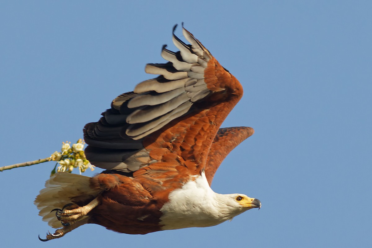 African Fish-Eagle - ML536986871