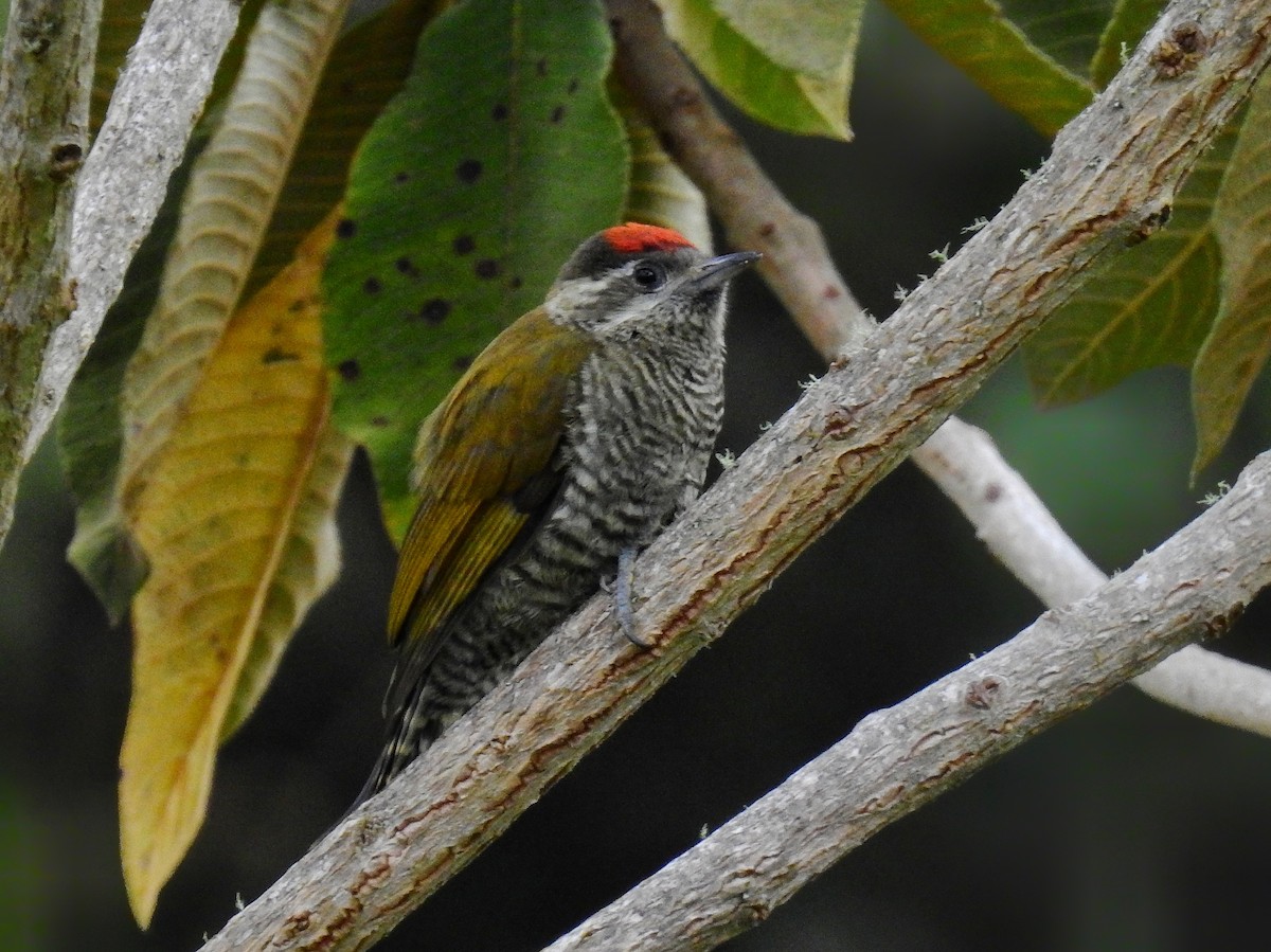 Bar-bellied Woodpecker - Esteban Poveda