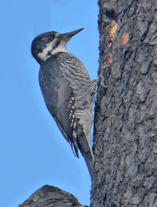 Black-backed Woodpecker - ML536989021