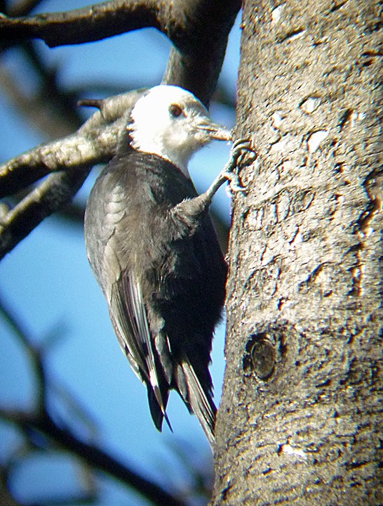 White-headed Woodpecker - ML536989361