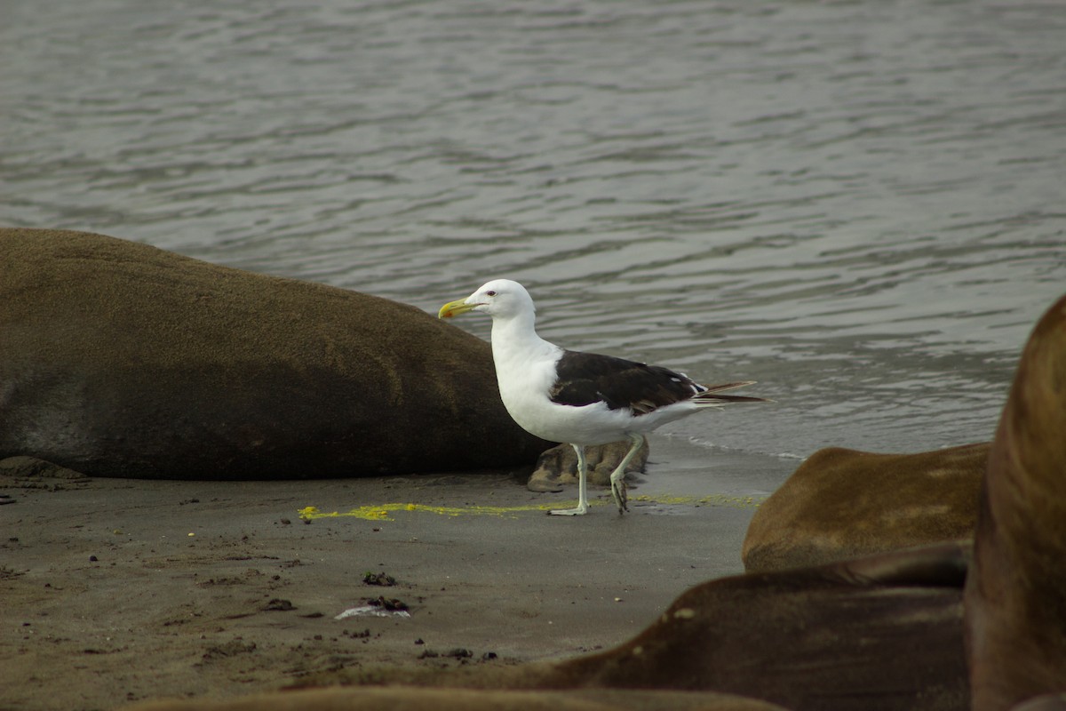 Kelp Gull - ML536990441