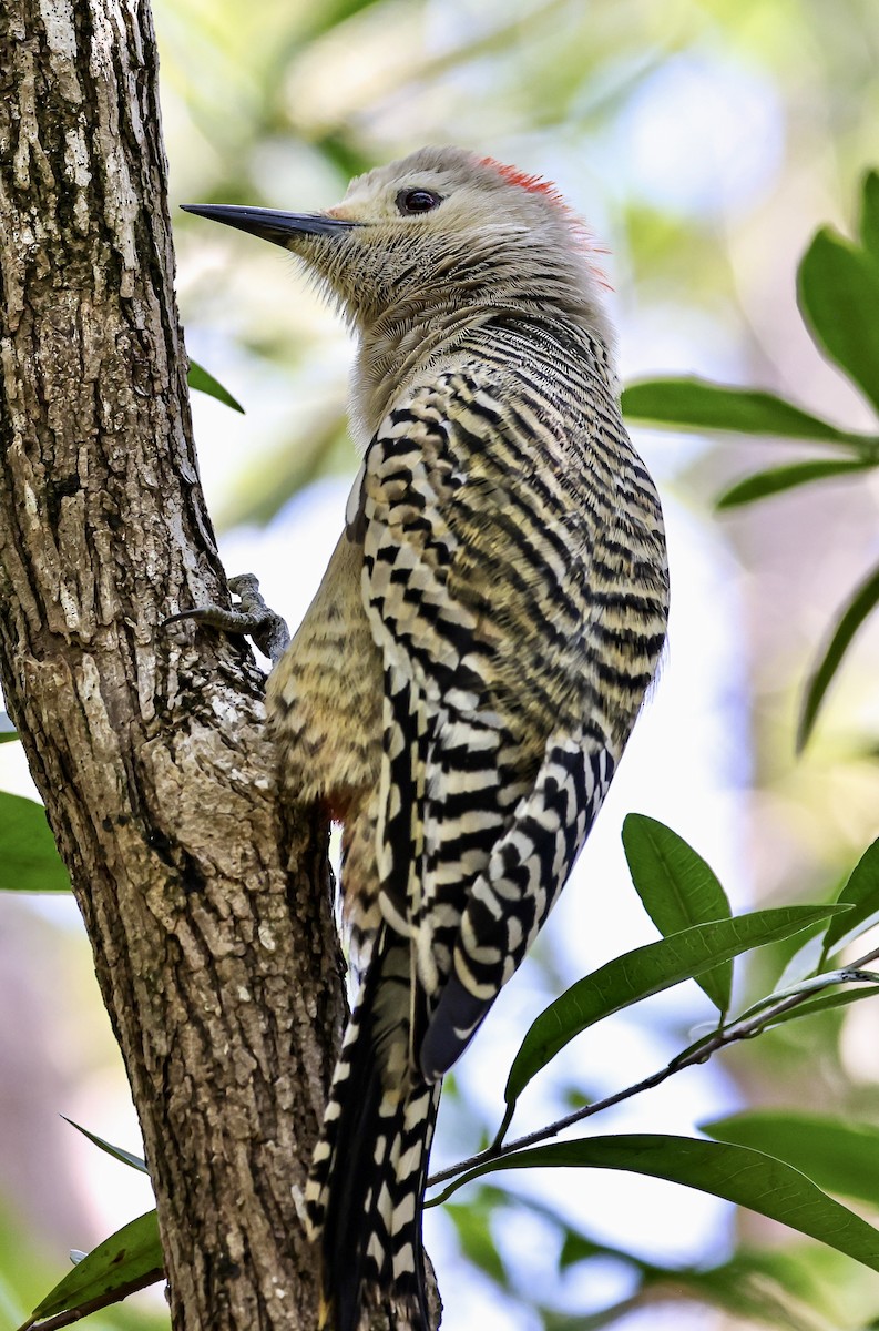 West Indian Woodpecker - ML536991451