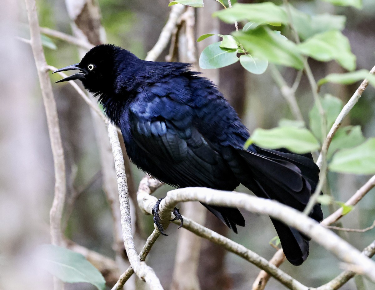 Greater Antillean Grackle - ML536992441