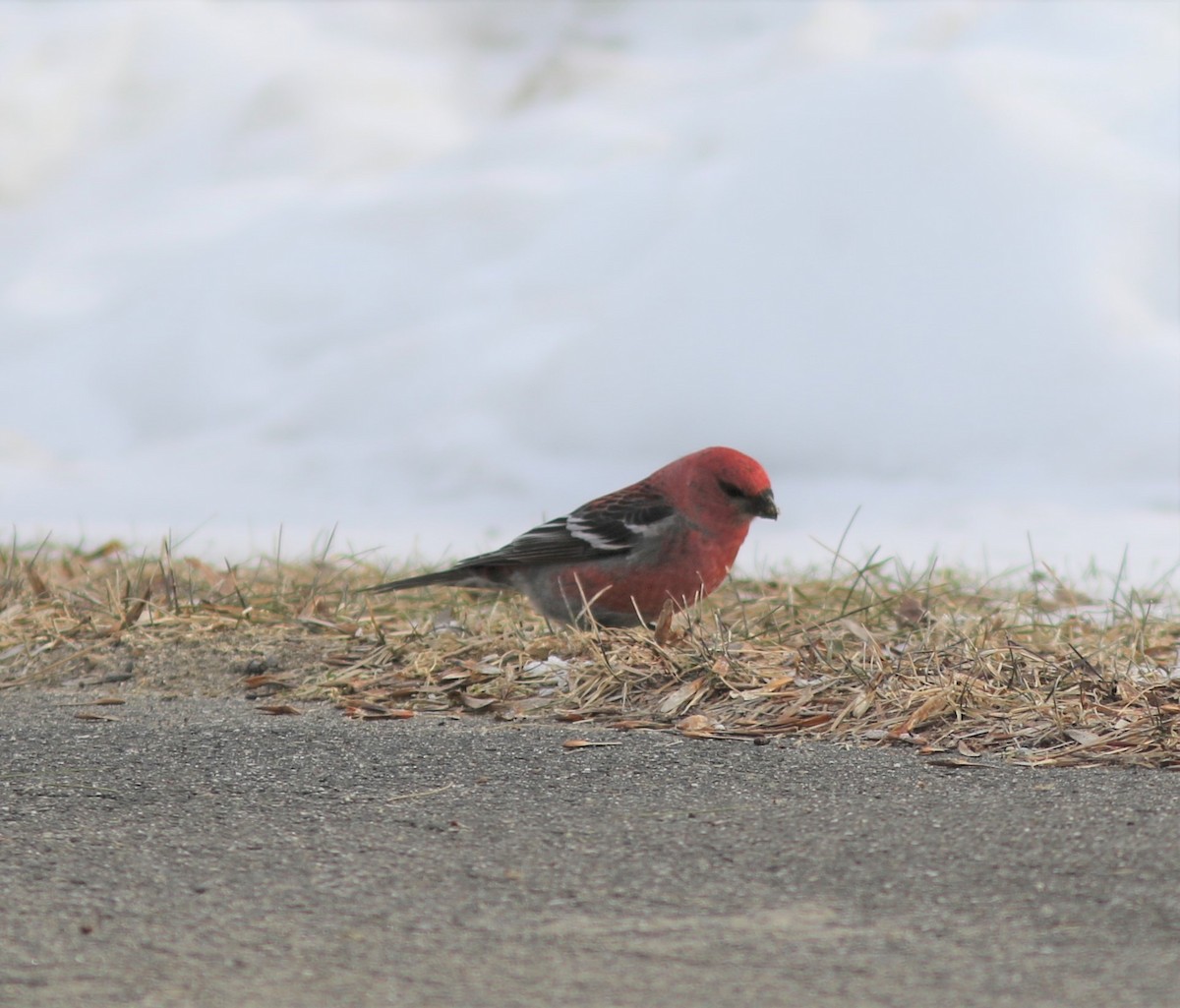 Pine Grosbeak - Jeff Cherry