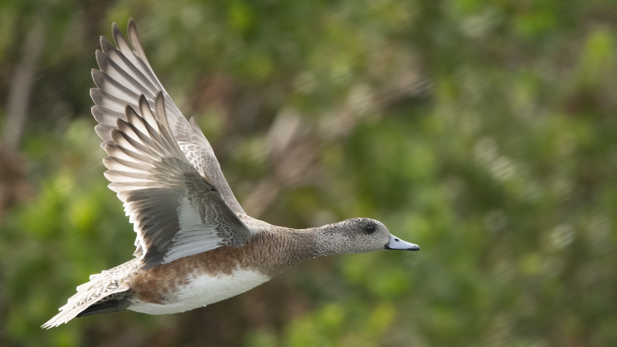 American Wigeon - ML536992931