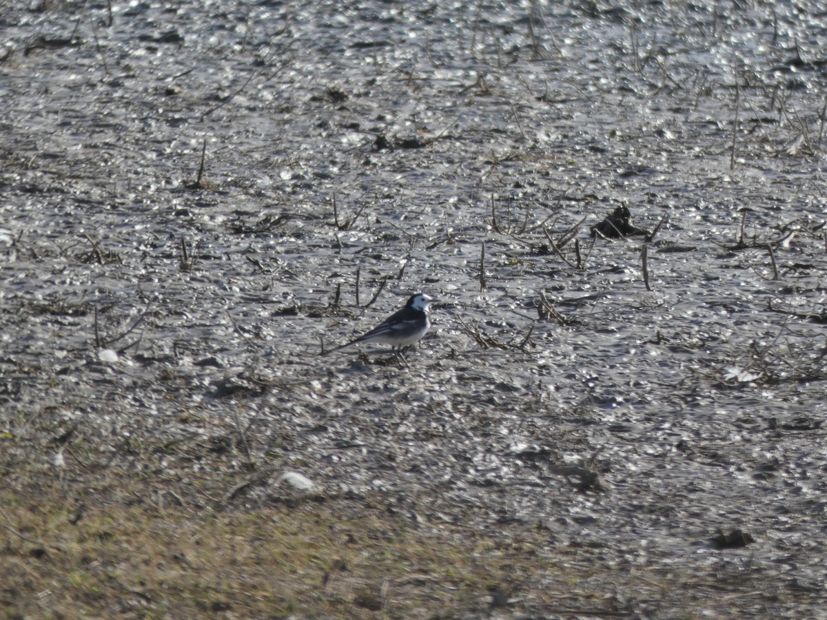 White Wagtail - ML536992951