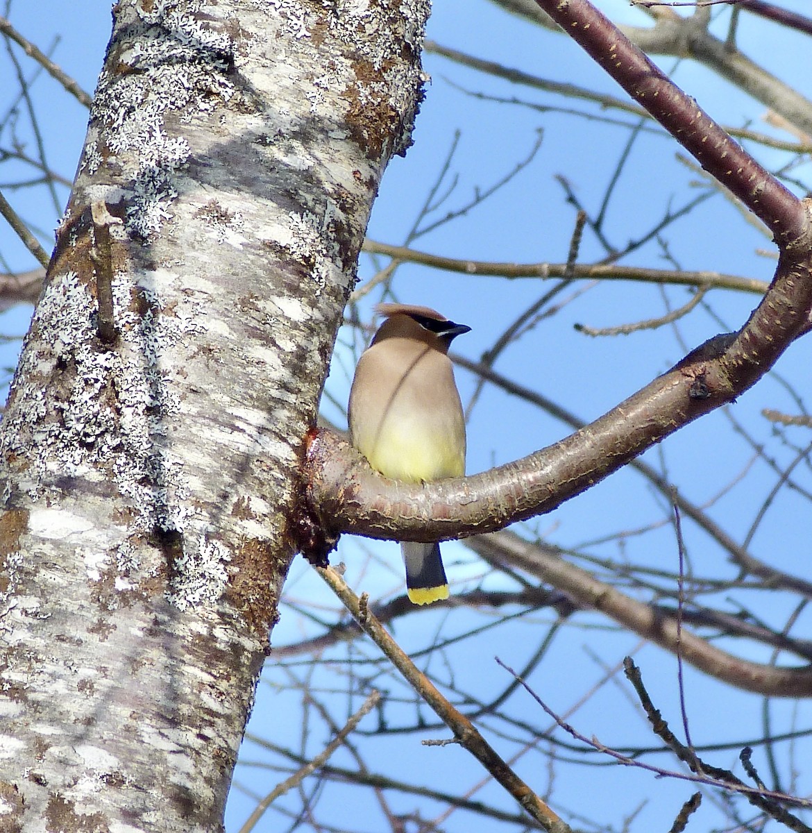 Cedar Waxwing - ML536994581